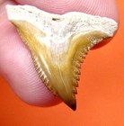 Hemipristis Shark Tooth - Real Fossil - Bone Valley Shark Teeth No Restoration