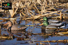 Avery Greenhead Gear Ghg Foam Filled Life Size Ls Mallard Duck Decoys 6 Pack