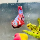 Purple Red Koi Galaxy Plakat - Male Betta  040