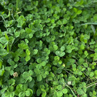 Micro Clover Seed For Lawn - 1 Lb -  400 000 Microclover Seeds For Planting - Dr