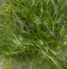 Riccia Moss Freshwater Live Aquarium Plants Planted Tank Aquarium