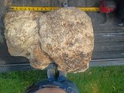Spalted  Ambrosia Highly Colored And Figured Maple Burl