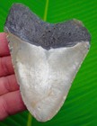 Megalodon Shark Tooth 3 93     Real Fossil Sharks Teeth