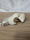 Real Coyote Skull Taxidermy Trapping Hunting Bone Skeleton Museum Cabin Zoo