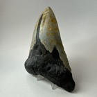 Megalodon Shark Tooth 5 42 Inch - Unique Color - Serrated Fossil - Real 20259