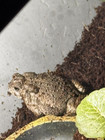 Live American Toad