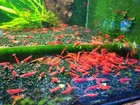 10 1  Fire Red Cherry - Freshwater Neocaridina Aquarium Shrimp  Live Guarantee