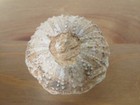 Fossil Sea Urchin Echinoid Species From Morocco  stories In Stones 1990s  - Cool