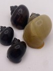 One Assorted Color Aquarium Mystery Snail - Eats Algae  Dead Plant Leaves 