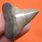 Stunning Mako Shark Tooth Real Fossil - 1 31    Sc Shark Teeth - No Restorations