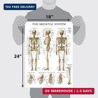20 Pack - Anatomical Posters - Laminated - Muscular  Skeletal  Digestive  Respir