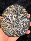 Fantastic Polished Petrified Palm Wood West Java  Indonesia 5 5   x5    Miocene