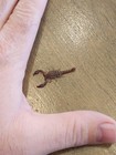 One  1   rare  Madera Forest Scorpion  pseudouroctonus Santarita 