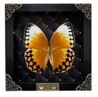Real Framed Butterfly Taxidermy Dried Insect Bug Collection Display Gift