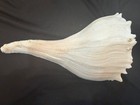 Gulf Whelk conch Sea Shelll Natural Beach Decor 16  Home Decor