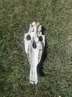 Real Horse Skull Painted   3d Sculpt Of Ancient Horse Ancestor  protorohippus 