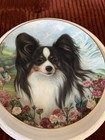  windy Wishes  Papillon Collector Plate By Pamela S  Brown Porcelain A2579