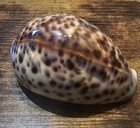 Tiger Cowry Cowrie Cypraea Tigris Seashell 3 5 Inch