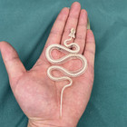 Animal Taxidermy 1pcs Real Snake Skeleton Skull Animal Specimens About 35-40cm