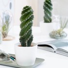 12-15cm Succulent Cactus Plant Spiral Cereus Repandus Mill Cactaceae Home Garden