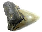 4 5 8   Inch Fossil Megalodon Prehistoric Shark Tooth Teeth Megalodon Tooth