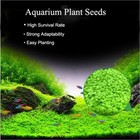 New Aquarium Plant Seeds Monnieri   Hygrophila Lush Green Carpet Plant
