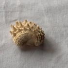 Florida Spiny Jewel Box Shell  arcinella Cornuta  Bivalve Shell 1 5  Pre-loved