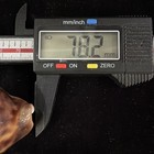 Cypraea Tigris 78 2mm Nice Gold Mantel Line No Data  a656 