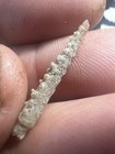 Rare Pleistocene Fossil Crystallized Urchin Spine Tampa Bay Fl Wolf Family Coll 