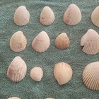 Lot Of 41  Clam Scallop Sea Shells Sizes 1  To 2 5   Crafting Jewelry  Beach