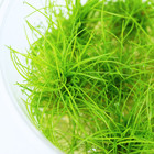 Buy2get1free Dwarf Hairgrass Eleocharis Parvula Mini T c Cup Live Aquarium Plant