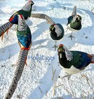 Pre-sale 6 Lady Amherst Hatching Eggs    read Description    Ships In April-may 