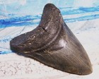 Megalodon Shark Tooth 4 7 8  Sharks Teeth Huge Jaw Fossil Real Megladon Serrated