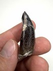 1 66    Jobaria Tiguidensis Tooth - Tiourar  n Formation  Niger