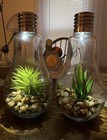 2pk Solar Glass Hanging Bulb Vases - Indoor outdoor Glowing Succulent Terrarium