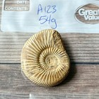 Whole Polished White Ammonite Fossil