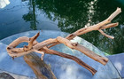 Large Driftwood Manzanita Aquascape Aquarium Terrarium Decor Bonsai 26   12   11 