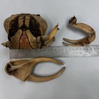 Vintage Preserved Dried Crab Specimen Exoskeleton Fossil Crustacean Taxidermy