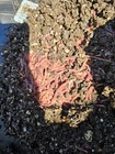 500 Red Wiggler Worms  eisenia Andrei  Super Fast Composting Worms Vermiculture