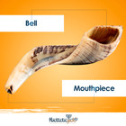 Shofar 14 -16  From Israel Kosher Odorless Ram Horn Shofar With Anti Odor Spray