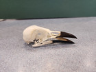 Sk11 Hooded Crow  corvus Corone Cornix  Skull