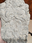 Ancient Marine Seashell Fossil Imprints On Stone Natural Rock Specimen