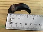 Bear Claw Get Five  5   2  Length New Grizzly Bear Claws All Orders Ship Fast