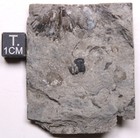 Michigan Devonian Proetid Trilobite Glabella Fossil Alpena Formation