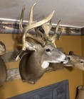 Awesome Whitetail Shoulder Mount  Double Drops Tines 175 Inch Replica Beautiful