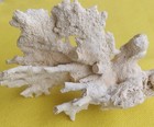 Large Natural Dead  Coral Skeleton 9  White Branch Specimen Coral Coastal D  cor 