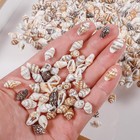 500pcs Natural Tiny Small Seashells With Tail-hole  Beads Tail-hole  Mixed
