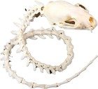 Real Mink Skull Vertebrae Skeleton  Imitation Snake Specimen  Gift Collection