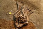 Trifecta Fossil Crinoid  Crawfordsville  Indiana