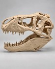 Realistic Dinosaur Skull Replica Display